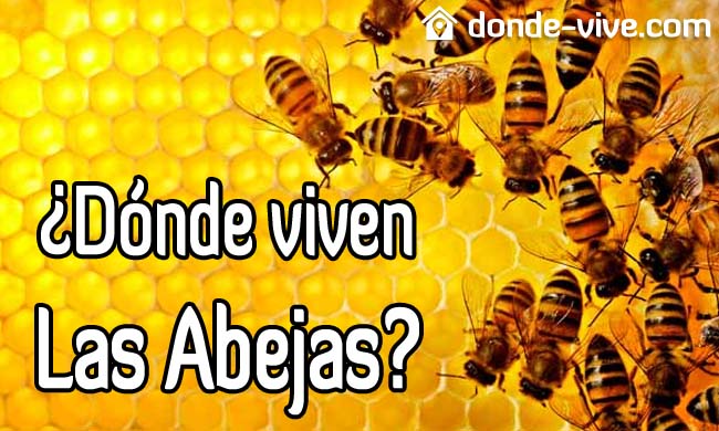 ¿Dónde viven las abejas?