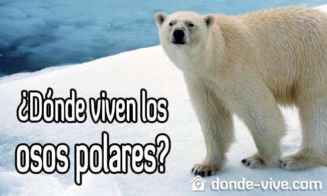 Dónde Viven Los Polares? 【¡Conoce Su Hábitat!】