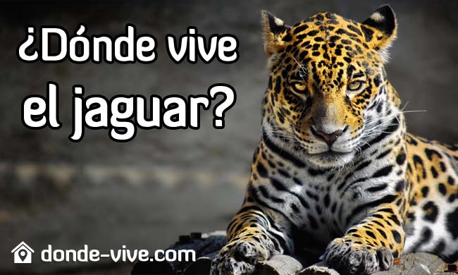 ¿Dónde vive el Jaguar?