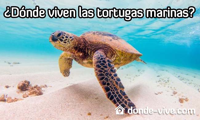 ¿Dónde viven las tortugas marinas?