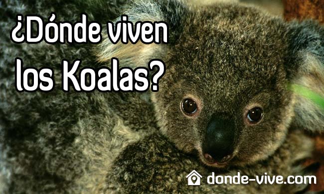 ¿Dónde viven los Koalas?