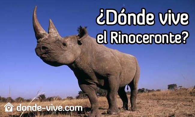 Dónde vive el rinoceronte