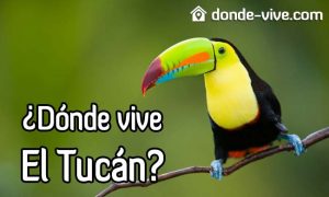 Dónde vive el Tucán
