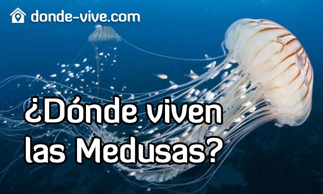 ¿Dónde viven las Medusas?