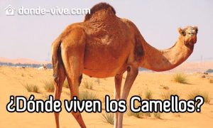 Dónde viven los camellos