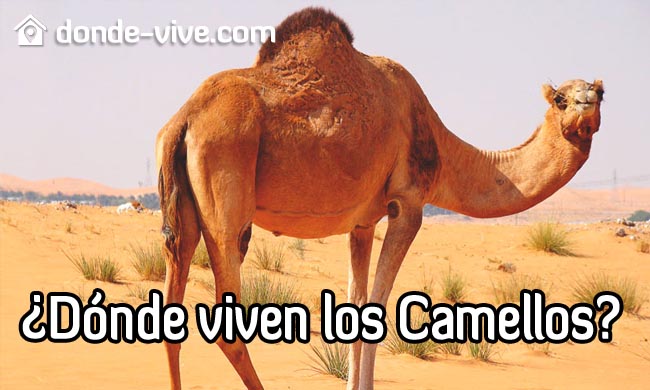 ¿Dónde viven los camellos?