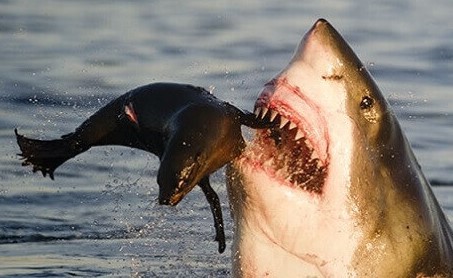 Tiburón blanco comiendo