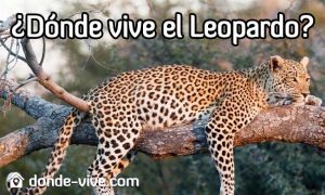 Dónde vive el Leopardo
