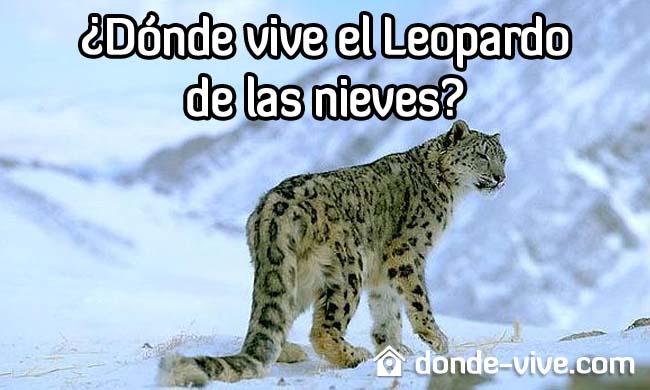 ¿Dónde vive el leopardo de las nieves?