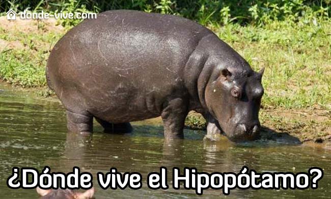 Dónde vive el Hipopótamo
