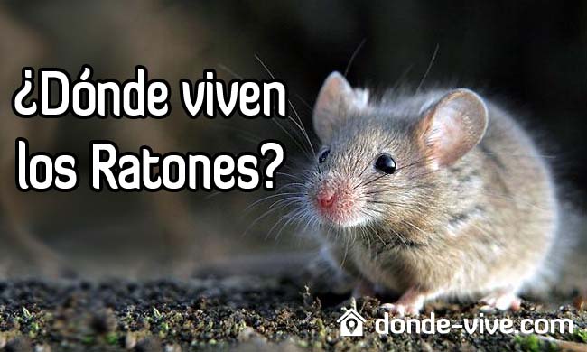 ¿Dónde viven los ratones?