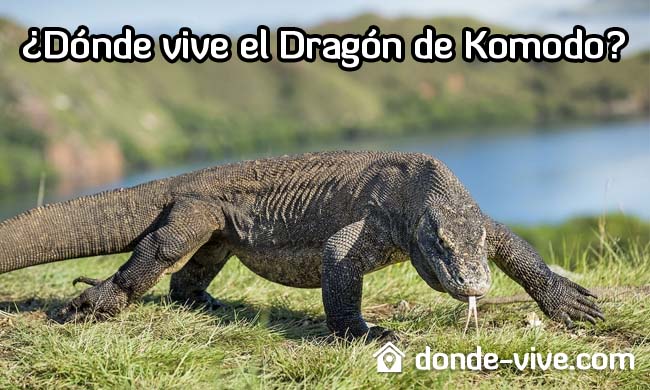 Dónde vive el dragón de Komodo